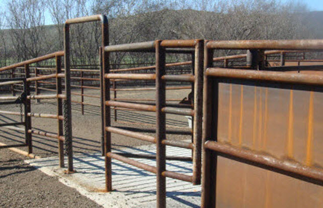 cattle corral