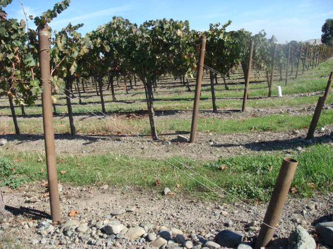 vineyard supplies